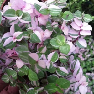 Bolivian Pink Jewel Turtle Vine - Inch Plant - 2.5 inch Pot - Colorful Foliage