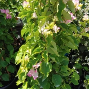Bougainvillea Live Plant 4ft Pink and White Imperial Thai Delight Vine