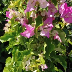 Bougainvillea Live Plant 4ft Pink and White Imperial Thai Delight Vine