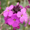 Bowles Mauve Erysimum Cheiranthoides Wormseed Wallflower Plant Healthy Starter Plant
