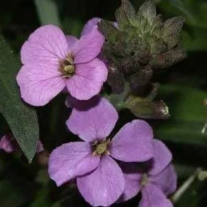 Bowles Mauve Erysimum Cheiranthoides Wormseed Wallflower Plant Healthy Starter Plant