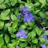Bowles Myrtle Groundcover 48 Plants - Vinca Minor Hardy Groundcover