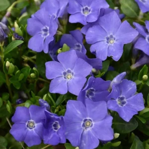Bowles Myrtle Groundcover 48 Plants - Vinca Minor Hardy Groundcover