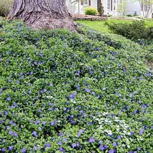 Bowles Myrtle Groundcover 48 Plants - Vinca Minor Hardy Groundcover