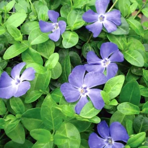 Bowles Myrtle Groundcover 48 Plants - Vinca Minor Hardy Groundcover