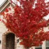 Brandywine Maple Tree Plant - 6-12 Inch Tall - Quart Pot - Deciduous Shade Tree