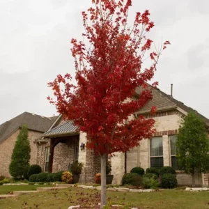 Brandywine Maple Tree Plant - 6-12 Inch Tall - Quart Pot - Deciduous Shade Tree