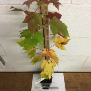Brandywine Maple Tree Plant - 6-12 Inch Tall - Quart Pot - Deciduous Shade Tree