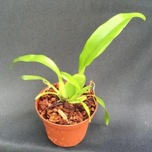 Brassidium Gilded Urchin 'Ontario' Orchid Plant - 2.5" Pot - Awarded Hybrid