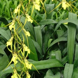 Brassidium Gilded Urchin 'Ontario' Orchid Plant - 2.5