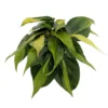 Brazil Philodendron Houseplant 4 inch Pot - Low Light Easy Care