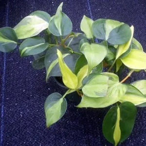 Brazil Philodendron Houseplant 4 inch Pot - Low Light Easy Care