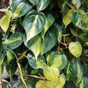 Brazil Philodendron Houseplant 4 inch Pot - Low Light Easy Care