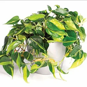 Brazil Philodendron Houseplant 4 inch Pot - Low Light Easy Care