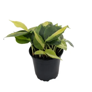 Brazil Philodendron Houseplant 4 inch Pot - Low Light Easy Care