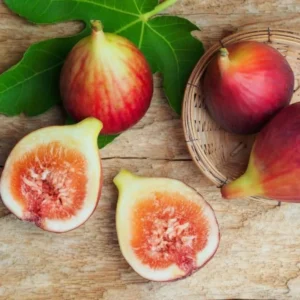 Brown Turkey Fig Plant Live - 4 to 6 Inch Hardy Tree for Patio and Garden