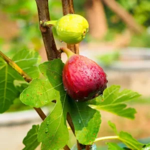 Brown Turkey Fig Plant Live - 4 to 6 Inch Hardy Tree for Patio and Garden