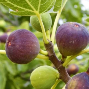 Brown Turkey Fig Plant Live - 4 to 6 Inch Hardy Tree for Patio and Garden