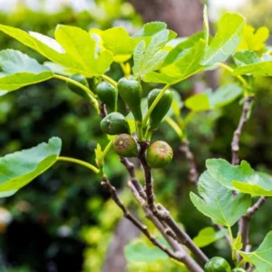 Brown Turkey Fig Plant Live - 4 to 6 Inch Hardy Tree for Patio and Garden