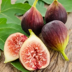 Brown Turkey Fig Plant Live - 4 to 6 Inch Hardy Tree for Patio and Garden