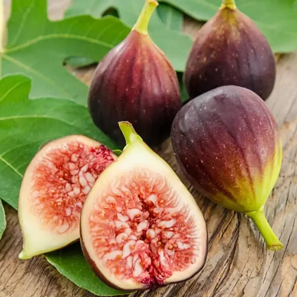 Brown Turkey Fig Tree - 3 Starter Plants - Fruiting Fig Tree Perennial