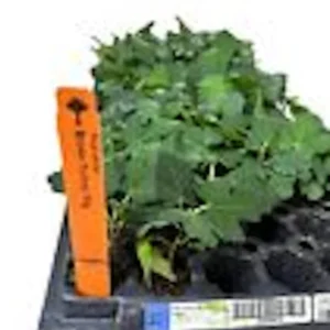 Brown Turkey Fig Tree - 3 Starter Plants - Fruiting Fig Tree Perennial