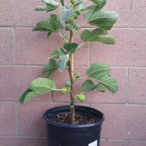 Brown Turkey Fig Tree - Live Fruit Tree - 36 Inch Height - Brown - Garden Tree