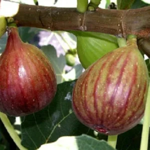 Brown Turkey Fig Tree - Live Fruit Tree - 36 Inch Height - Brown - Garden Tree