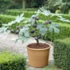 Brown Turkey Fig Tree Seedling - 2.5" Pot - Easy-Growing Fruit Tree