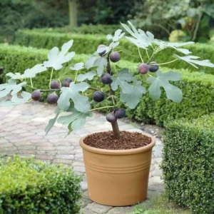 Brown Turkey Fig Tree Seedling - 2.5" Pot - Easy-Growing Fruit Tree