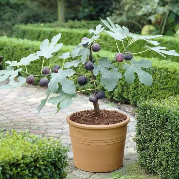 Brown Turkey Fig Tree Seedling - 2.5" Pot - Easy-Growing Fruit Tree