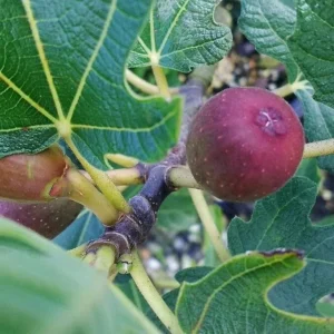 Brown Turkey Fig Tree Seedling - 2.5" Pot - Easy-Growing Fruit Tree