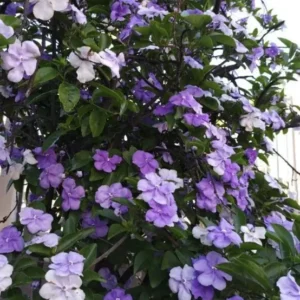 Brunfelsia Australis Yesterday Today Tomorrow Seeds - 15 Seeds