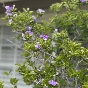 Brunfelsia Australis Yesterday Today Tomorrow Seeds - 15 Seeds