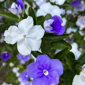 Brunfelsia Australis Yesterday Today Tomorrow Seeds - 15 Seeds