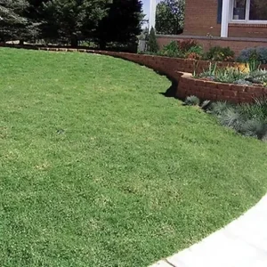 Buffalo Grass Seeds 1 oz Bouteloua dactyloides - Lawn Coverage - Drought Tolerant