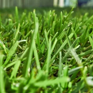 Buffalo Grass Seeds 1 oz Bouteloua dactyloides - Lawn Coverage - Drought Tolerant