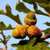 Bur Oak Tree - Slow Growing Shade Tree with Acorns