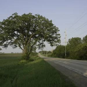 Bur Oak Tree - Slow Growing Shade Tree with Acorns