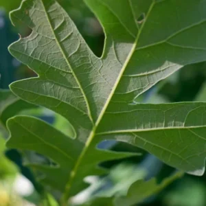 Bur Oak Tree - Slow Growing Shade Tree with Acorns