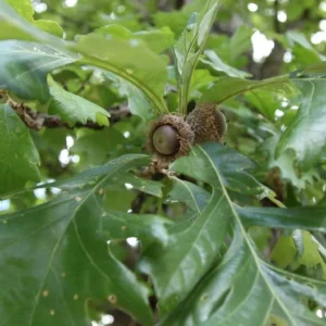 Bur Oak Tree - Slow Growing Shade Tree with Acorns