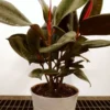 Burgundy Rubber Plant Live Ficus Elastica Houseplant Potted Red