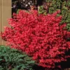 Burning Bush Seedlings - 5 Bare Root Euonymus alatus Shrubs 10-11 Inch