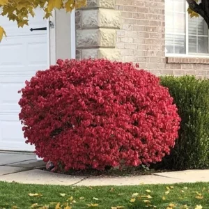 Burning Bush Seedlings - 5 Bare Root Euonymus alatus Shrubs 10-11 Inch
