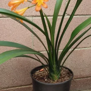 Bush Lily Belgian Hybrid Orange Live Plants 20 to 25" Height 1 Gallon Pot