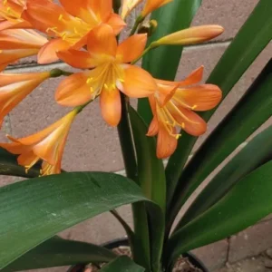 Bush Lily Belgian Hybrid Orange Live Plants 20 to 25