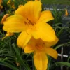 Buttered Popcorn Daylily Root Fans - 3 Fan Root System - Summer Blooms
