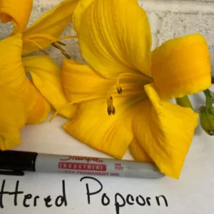 Buttered Popcorn Daylily Root Fans - 3 Fan Root System - Summer Blooms