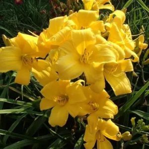 Buttered Popcorn Daylily Root Fans - 3 Fan Root System - Summer Blooms