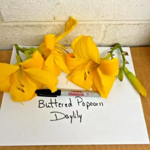 Buttered Popcorn Daylily Root Fans - 3 Fan Root System - Summer Blooms